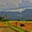 The Crop Season is coming. Location: Balige, North Sumatera, Indonesia